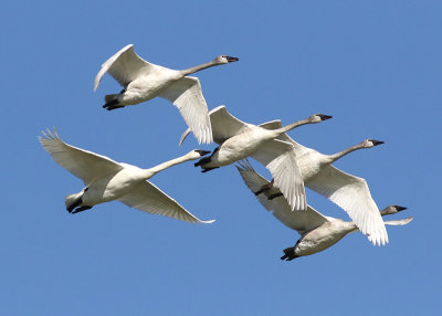 Trumpeter Swans and Friends