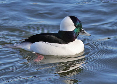 Bufflehead