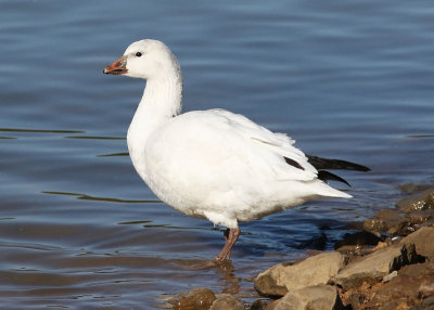 Ross's Goose