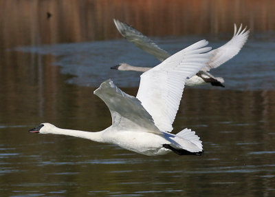 Trumpeter Swans