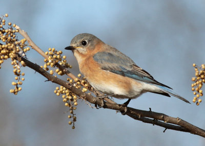 Eastern Bluebird