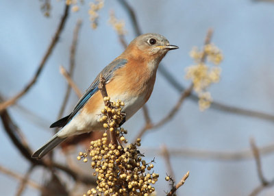 Eastern Bluebird