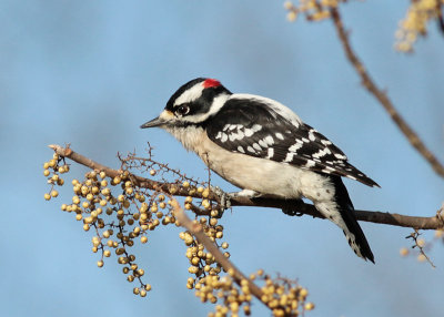 Downy Woodpecker