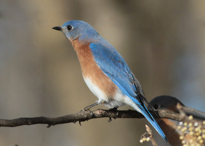 Eastern Bluebird