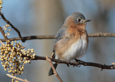 Eastern Bluebird