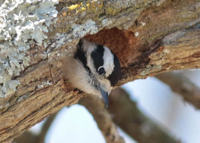 Downy Woodpecker