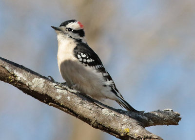 Downy Woodpecker