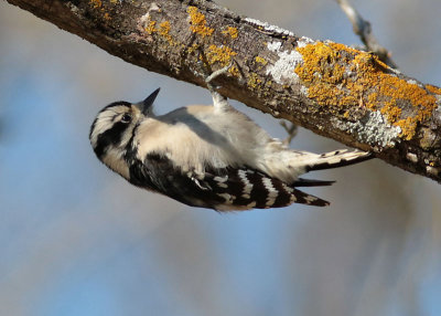 Downy Woodpecker