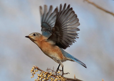 Eastern Bluebird