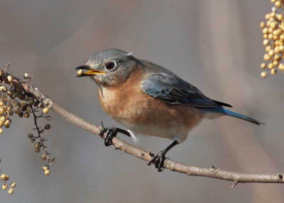 Eastern Bluebird