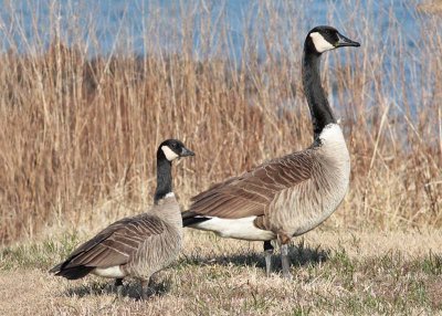 Cackling Goose with Canada Goose