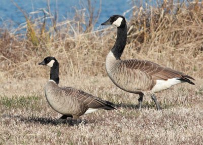 Cackling Goose with Canada Goose