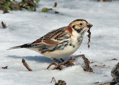 Lapland Longspur