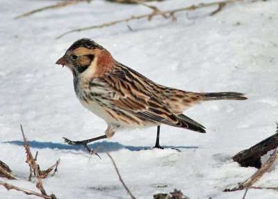 Lapland Longspur