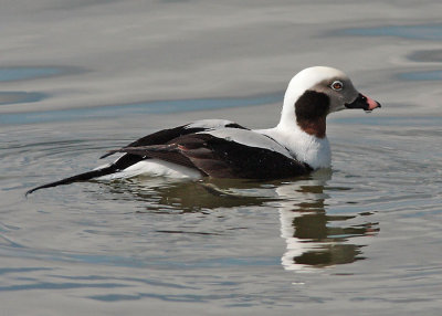 Long-tailed Duck