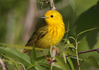 Yellow Warbler