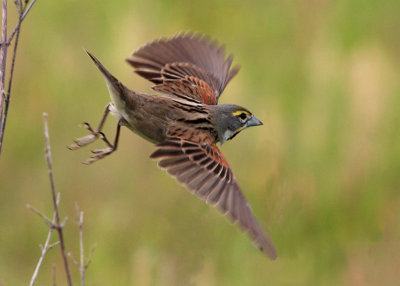 Dickcissel