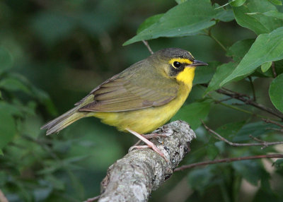 Kentucky Warbler