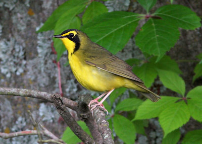 Kentucky Warbler