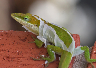 Green Anole