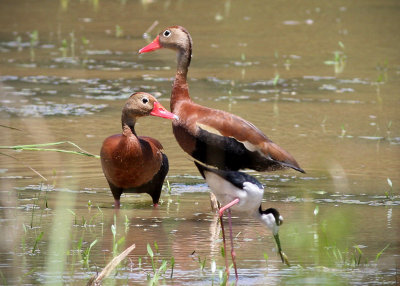 Black-bellied Whistling Duck Pair with Black-necked Stilt