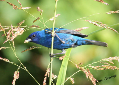 Indigo Bunting