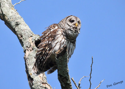 Barred Owl