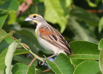 Dickcissel