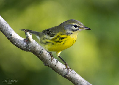 Juvenile Prairie Warbler