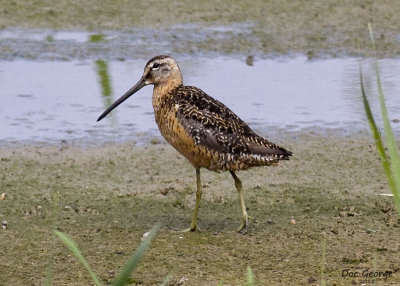 Long-billed Dowitcher