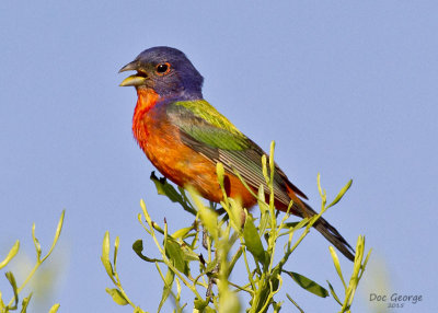 Painted Bunting