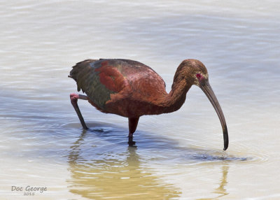 White-faced Ibis