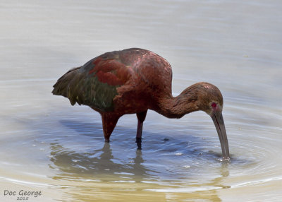 White-faced Ibis