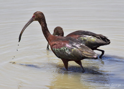 White-faced Ibis