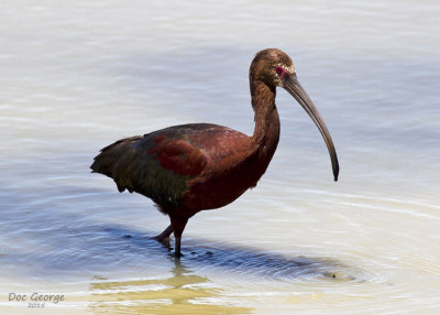 White-faced Ibis