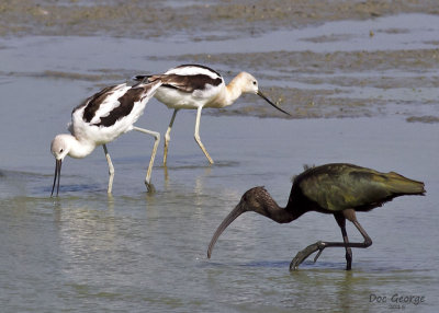 American Avocets and friend