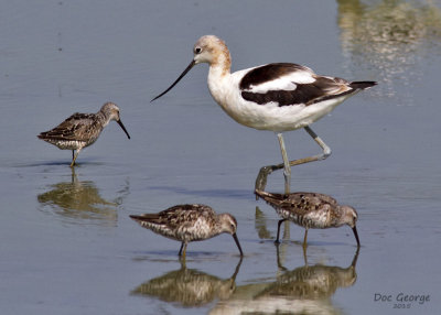 American Avocet and friends