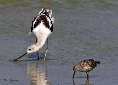 American Avocet and friend