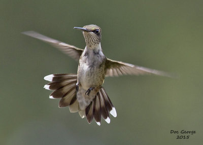 Ruby-throated Hummingbird