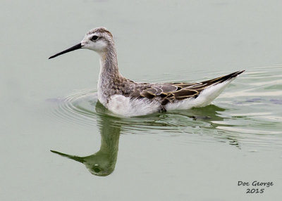 Wilson's Phalarope