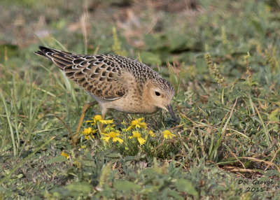 Buff-breasted Saandpiper