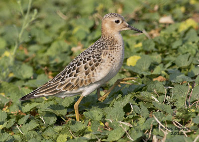 Buff-breasted Saandpiper