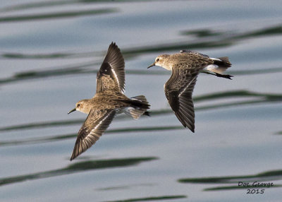 Least Sandpipers