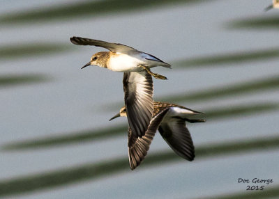 Least Sandpipers