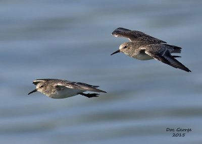 Least Sandpipers