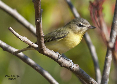 Philadelphia Vireo