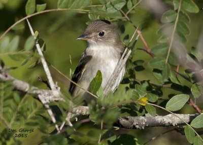 Alder Flycatcher