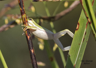 Tree Frog