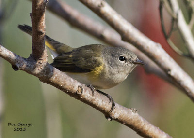 American Redstart