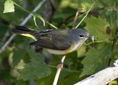 American Redstart